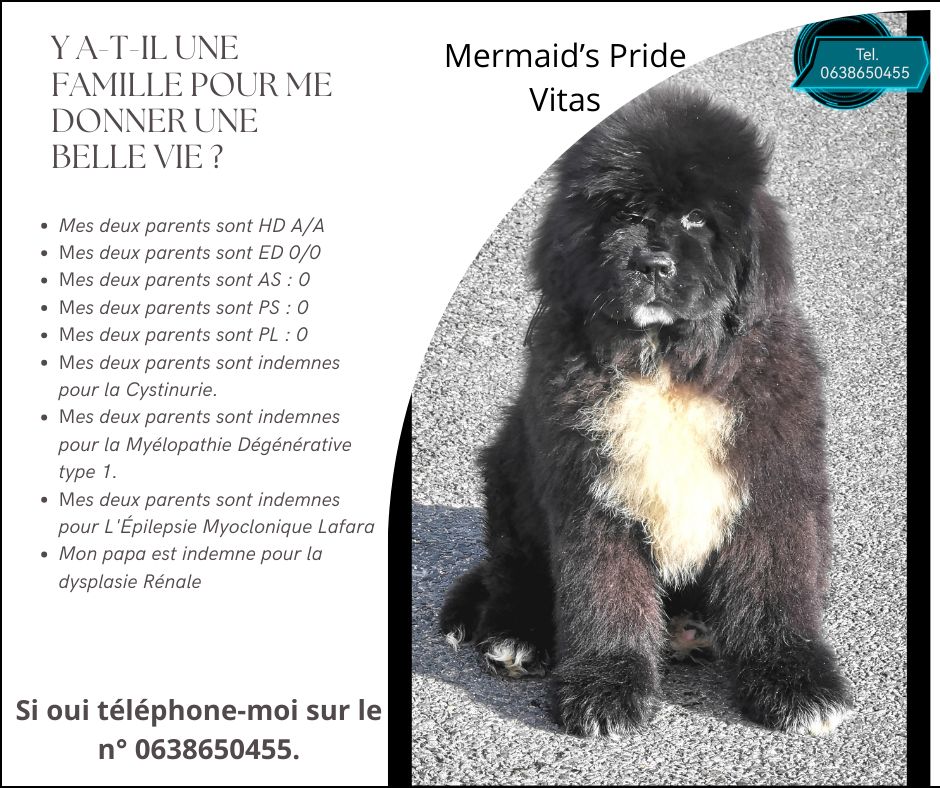 Mermaid's Pride - Chiot disponible  - Terre-neuve