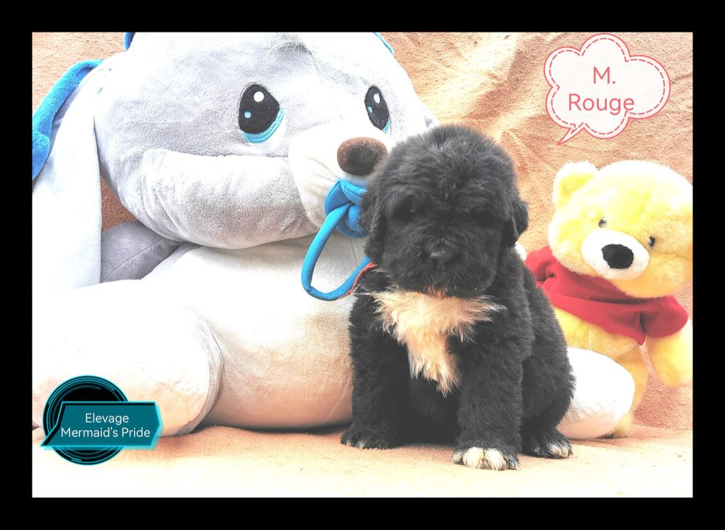 Mermaid's Pride - Chiot disponible  - Terre-neuve