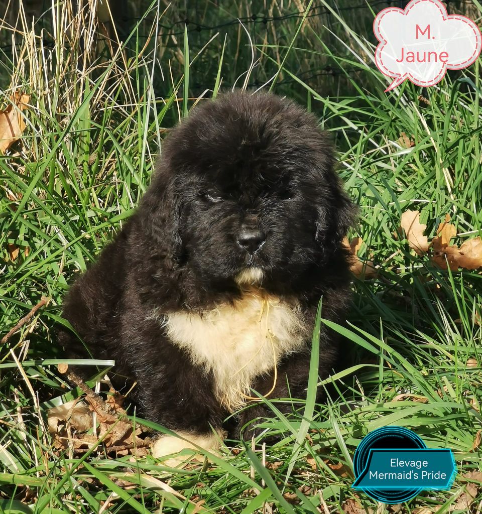 Mermaid's Pride - Chiot disponible  - Terre-neuve