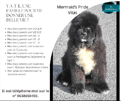 Mermaid's Pride - Terre-neuve - Portée née le 13/09/2024