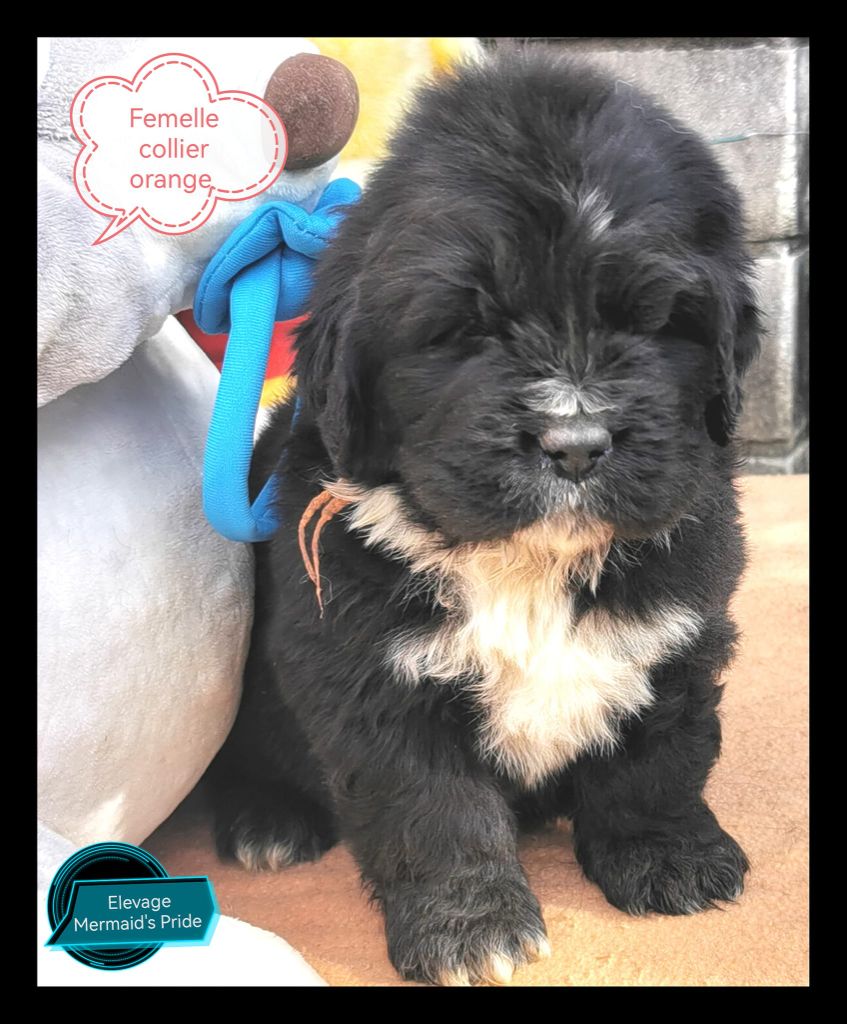 Mermaid's Pride - Chiot disponible  - Terre-neuve