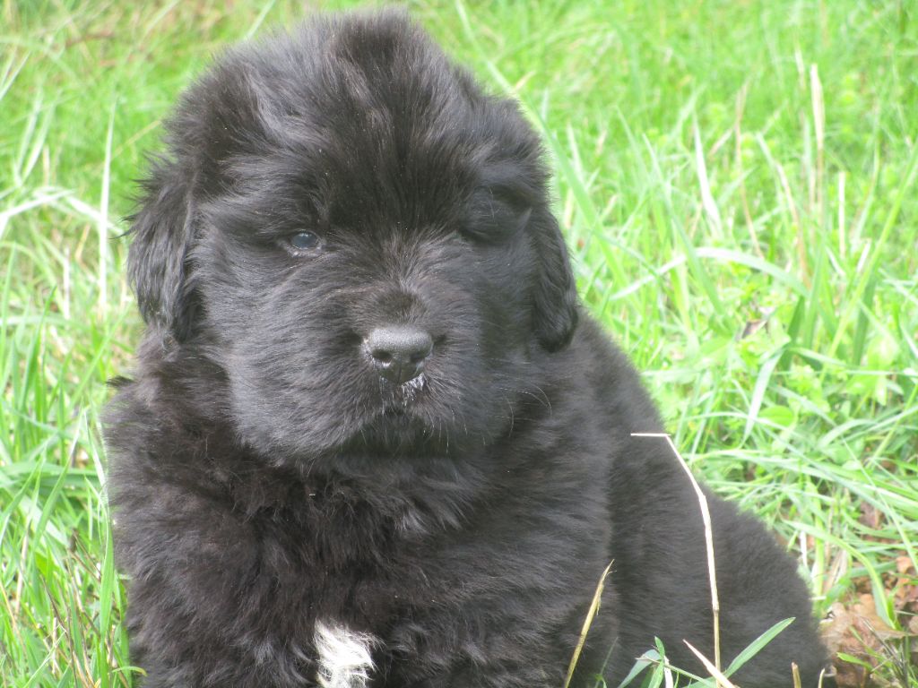 Mermaid's Pride - Chiot disponible  - Terre-neuve