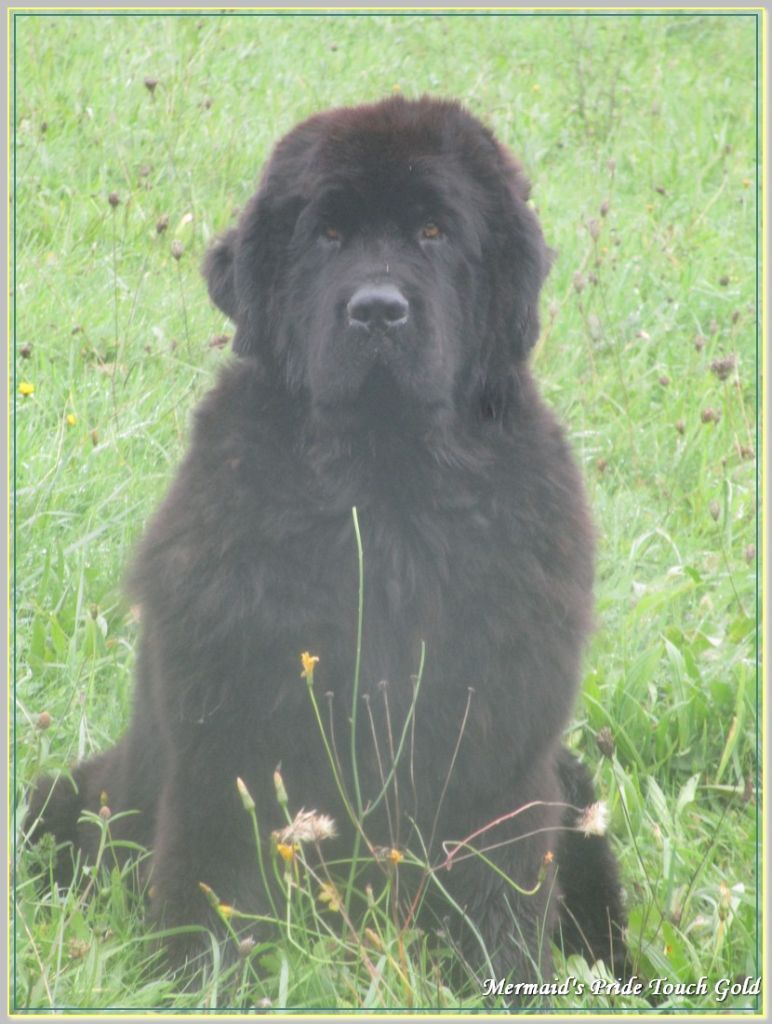 Mermaid's Pride Tougold