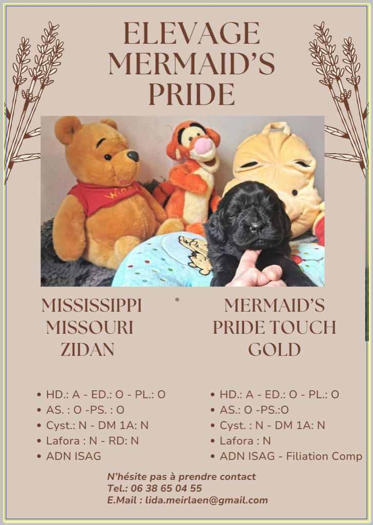 Chiot Terre-neuve Mermaid's Pride