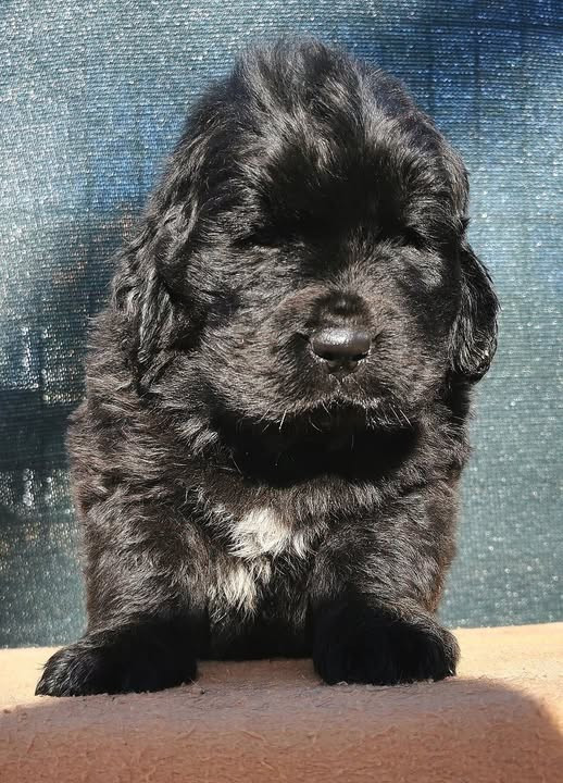 Mermaid's Pride - Chiots disponibles - Terre-neuve