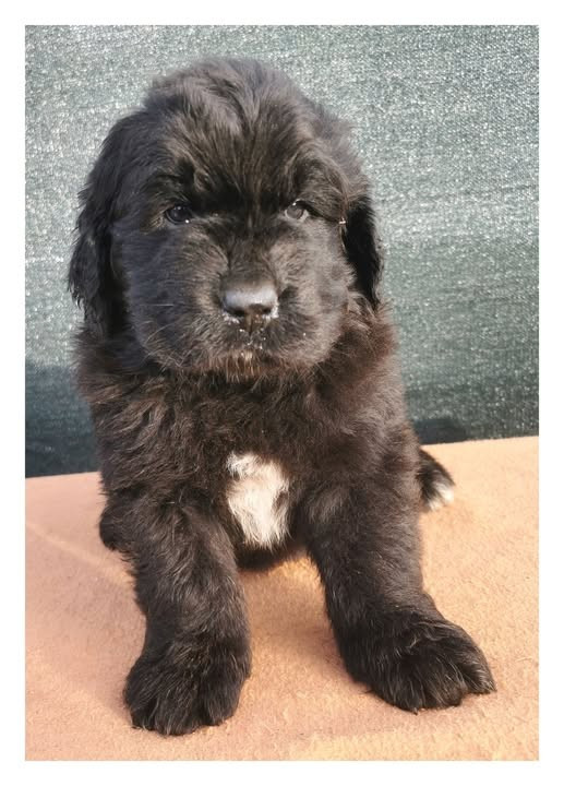 Mermaid's Pride - Chiots disponibles - Terre-neuve