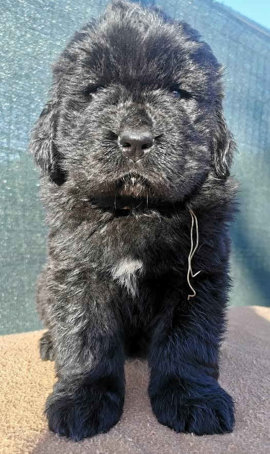 Mermaid's Pride - Chiots disponibles - Terre-neuve