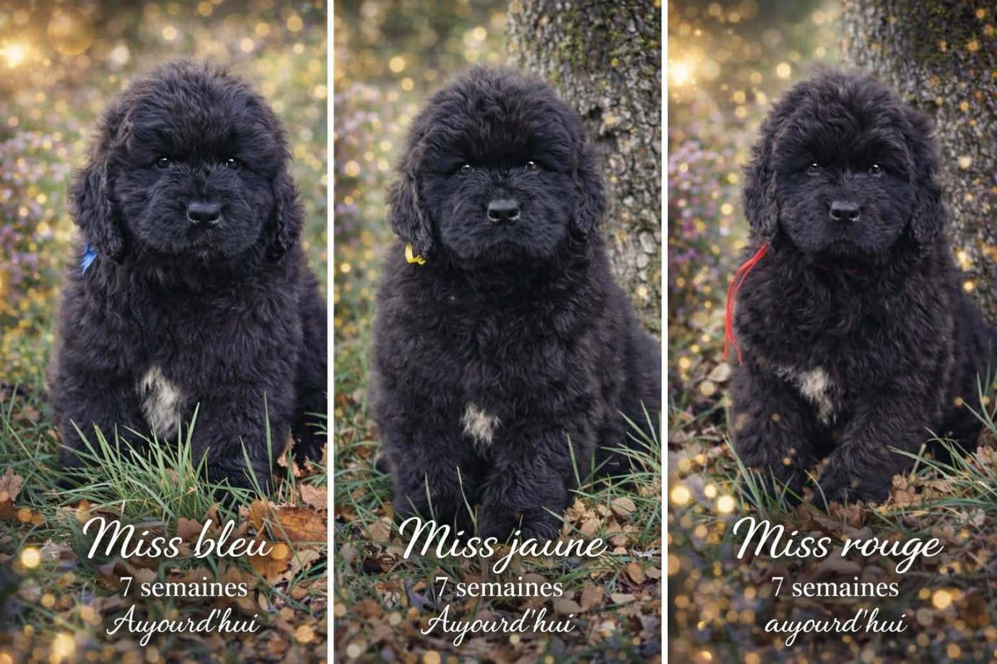 Chiot Terre-neuve Mermaid's Pride