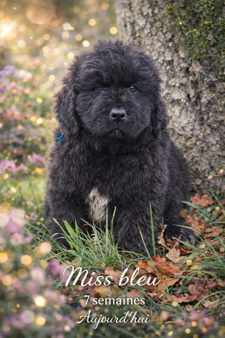 Mermaid's Pride - Chiots disponibles - Terre-neuve