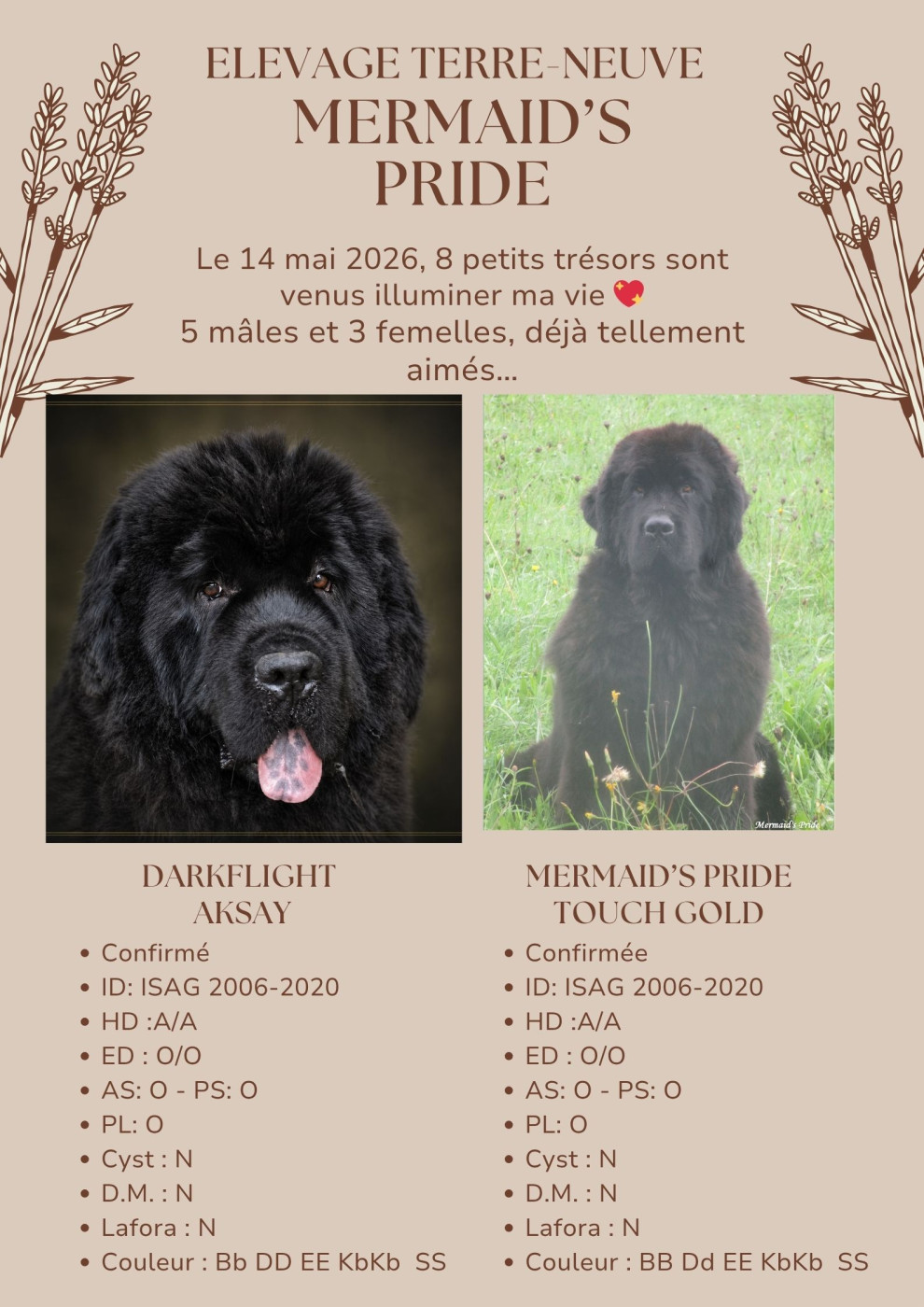 Chiot Terre-neuve Mermaid's Pride