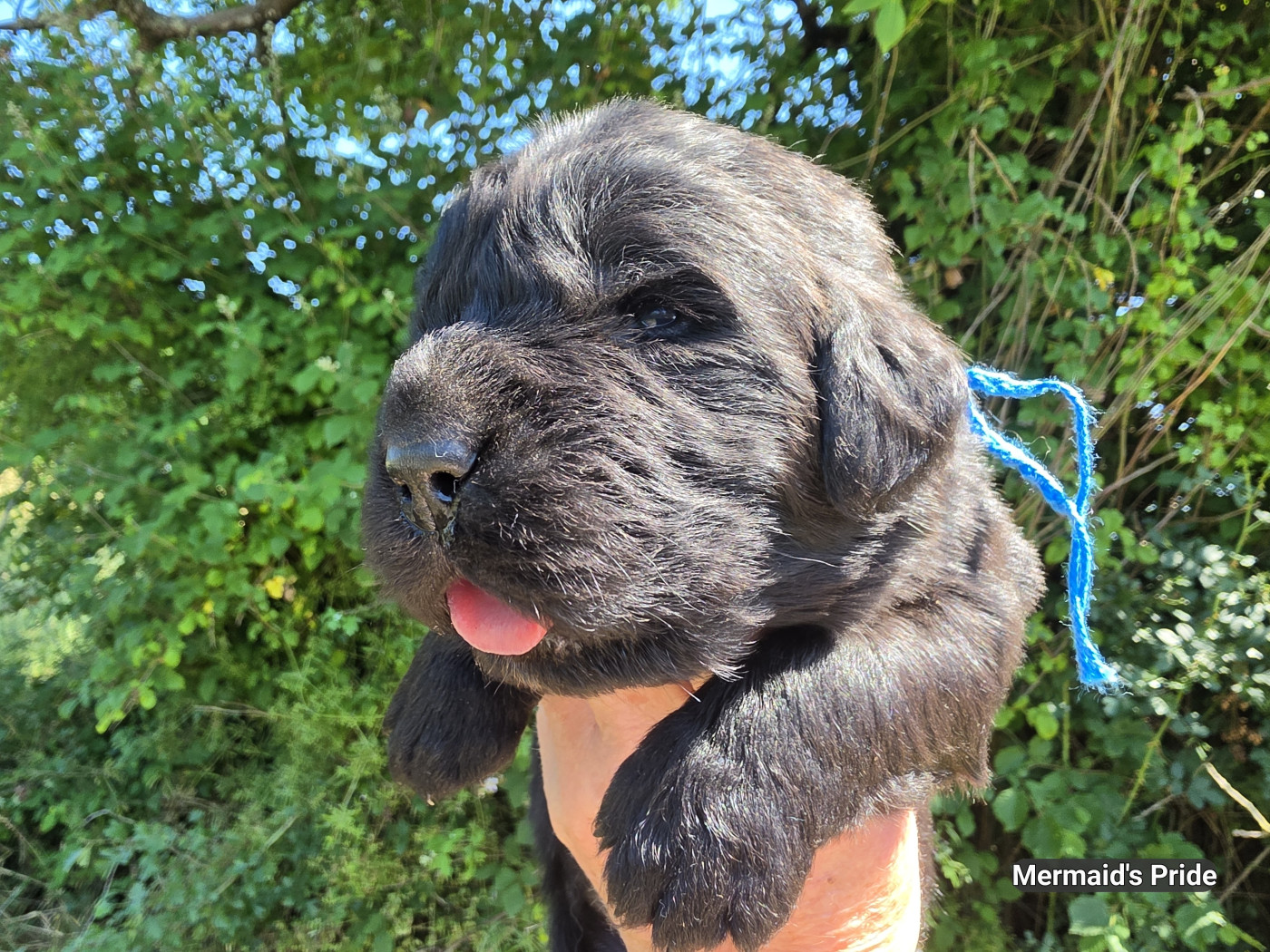 Mermaid's Pride - Chiots disponibles - Terre-neuve