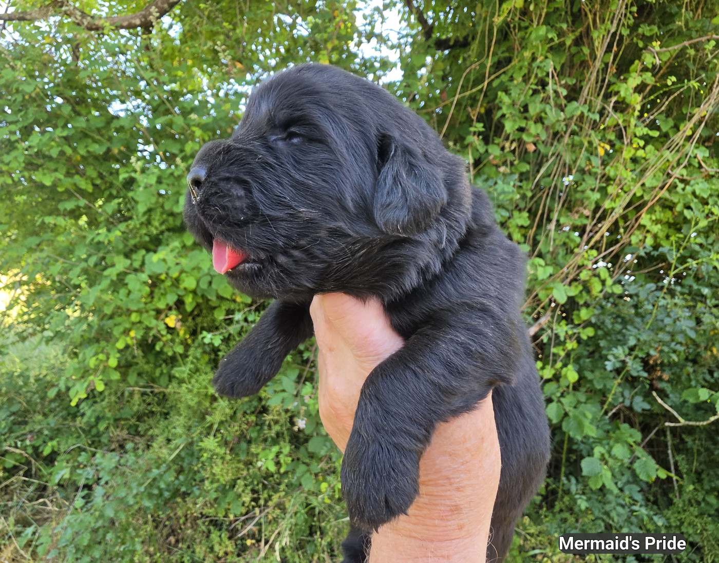 Mermaid's Pride - Chiots disponibles - Terre-neuve