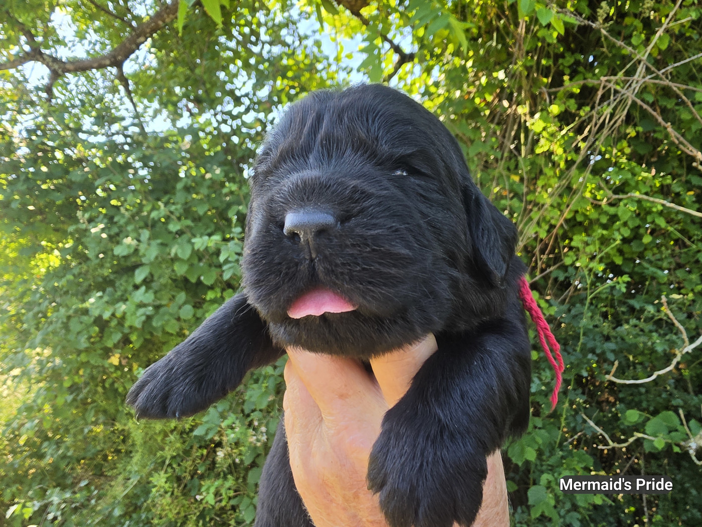 Mermaid's Pride - Chiots disponibles - Terre-neuve