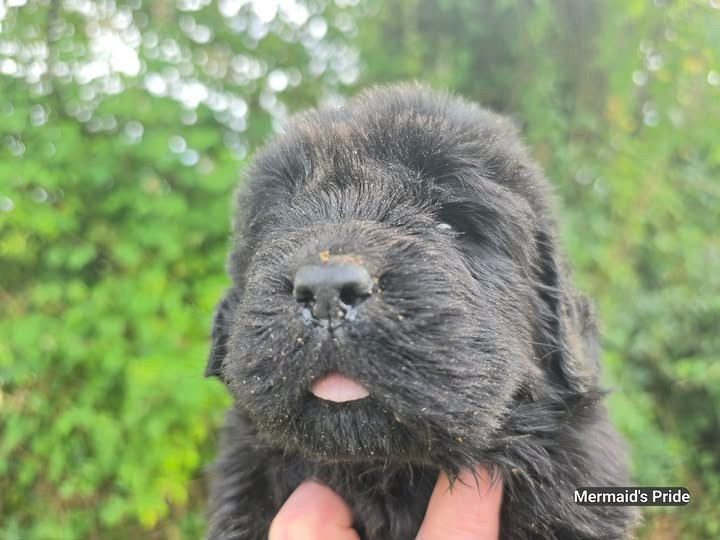 Mermaid's Pride - Chiots disponibles - Terre-neuve