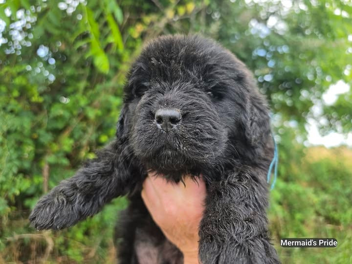 Mermaid's Pride - Chiots disponibles - Terre-neuve