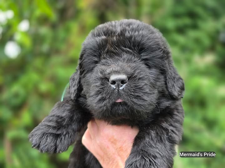 Mermaid's Pride - Chiots disponibles - Terre-neuve