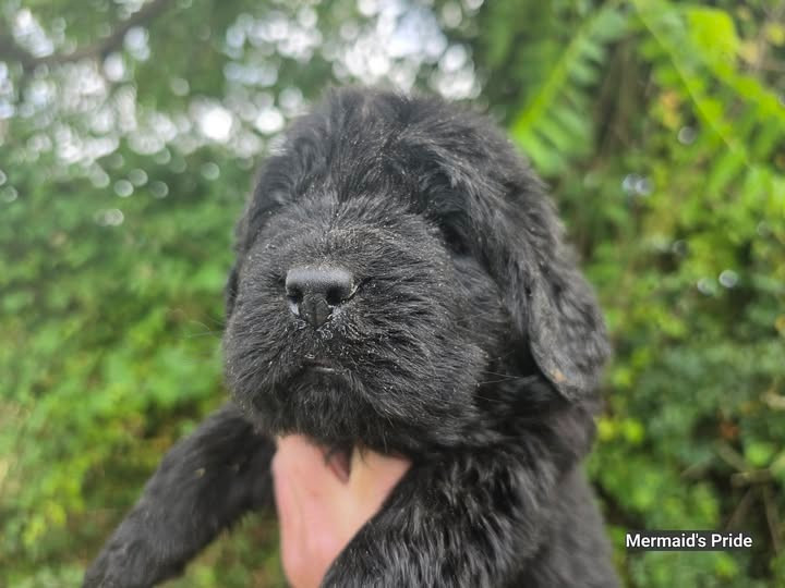 Mermaid's Pride - Chiots disponibles - Terre-neuve