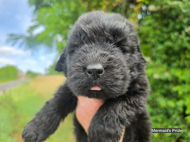 Mermaid's Pride - Chiots disponibles - Terre-neuve