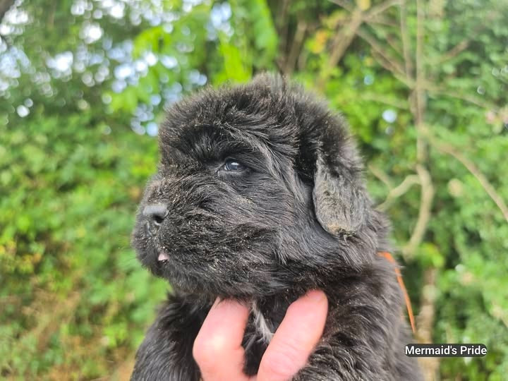 Mermaid's Pride - Chiots disponibles - Terre-neuve