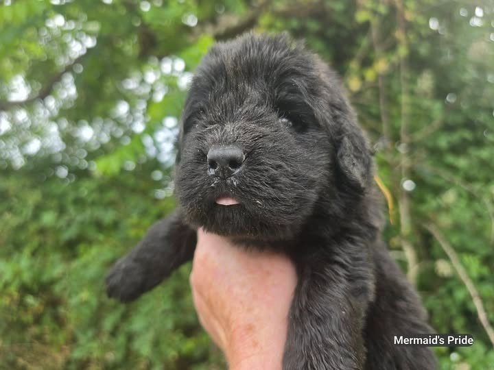 Mermaid's Pride - Chiots disponibles - Terre-neuve