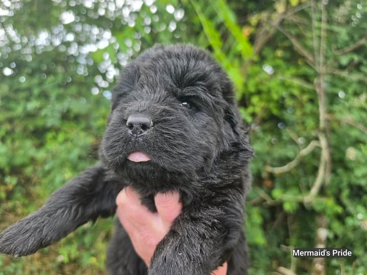 Mermaid's Pride - Chiots disponibles - Terre-neuve