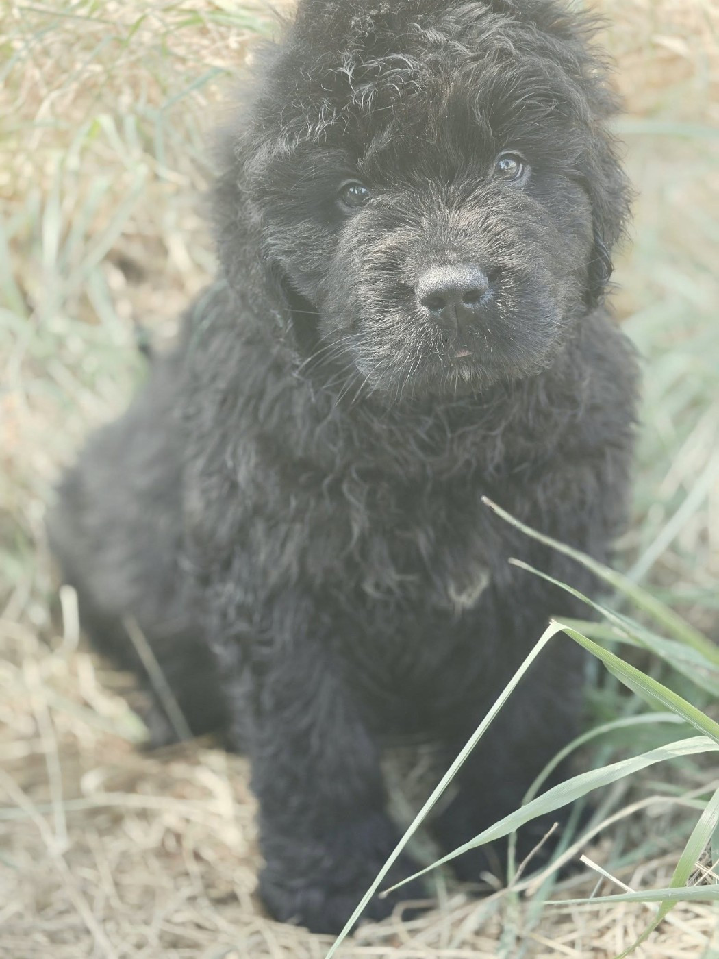 Mermaid's Pride - Chiots disponibles - Terre-neuve