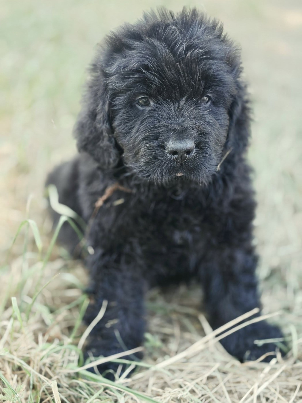 Mermaid's Pride - Chiots disponibles - Terre-neuve