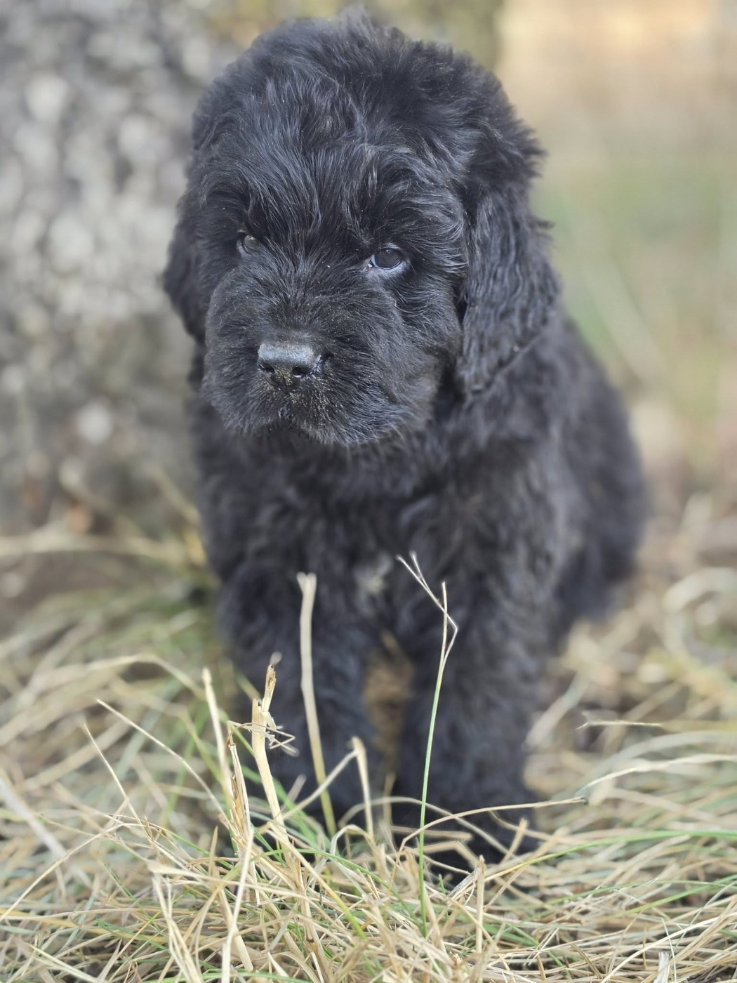 Mermaid's Pride - Chiots disponibles - Terre-neuve