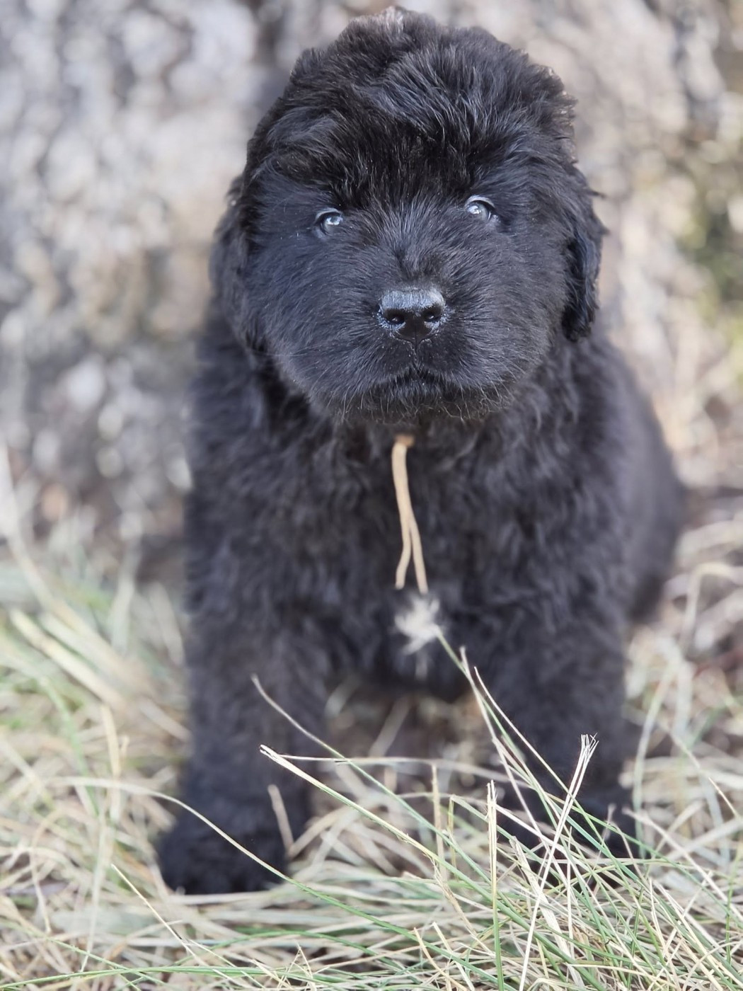 Mermaid's Pride - Chiots disponibles - Terre-neuve