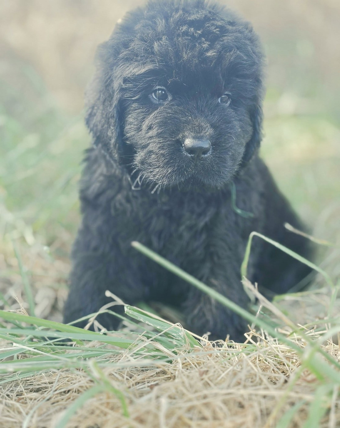Mermaid's Pride - Chiots disponibles - Terre-neuve