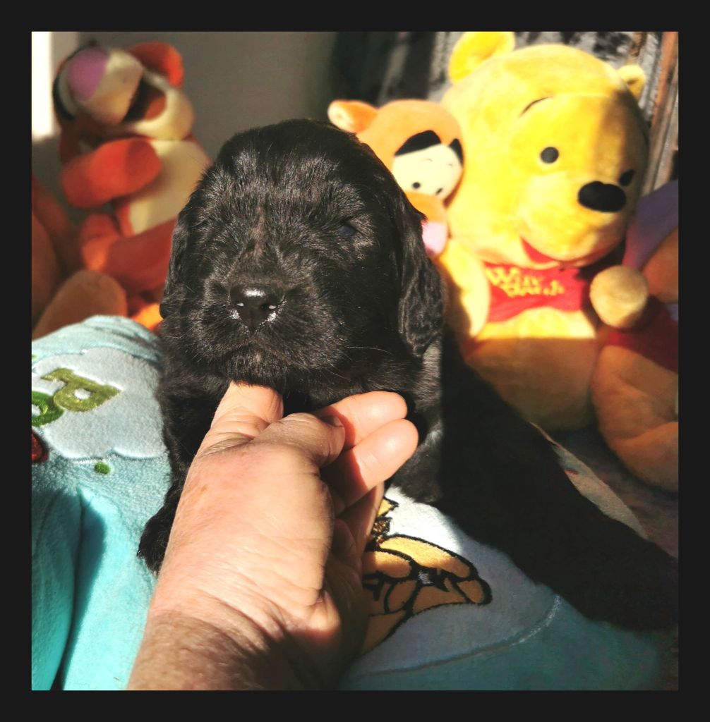 Mermaid's Pride - Chiots disponibles - Terre-neuve