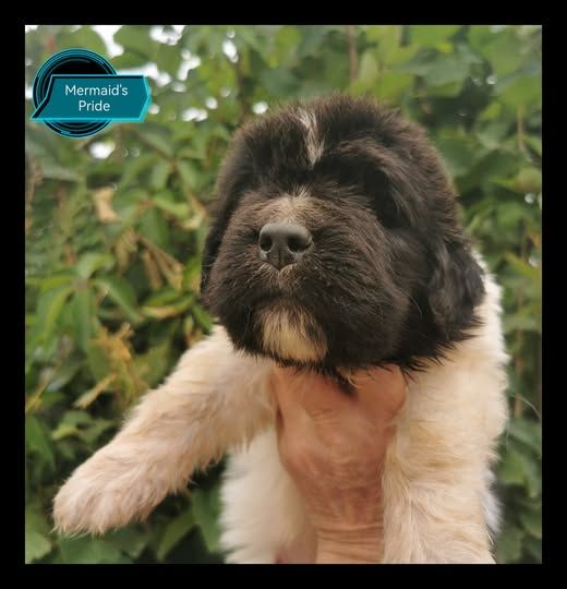 Mermaid's Pride - Chiots disponibles - Terre-neuve