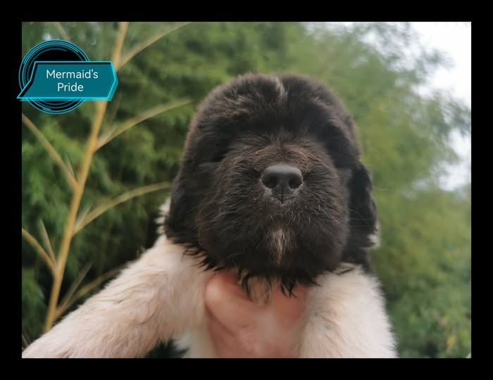 Mermaid's Pride - Chiots disponibles - Terre-neuve