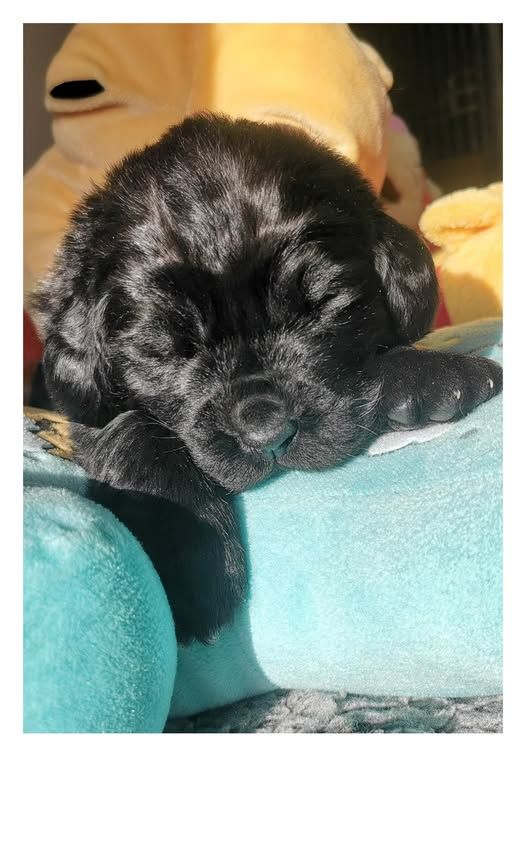 Mermaid's Pride - Chiots disponibles - Terre-neuve