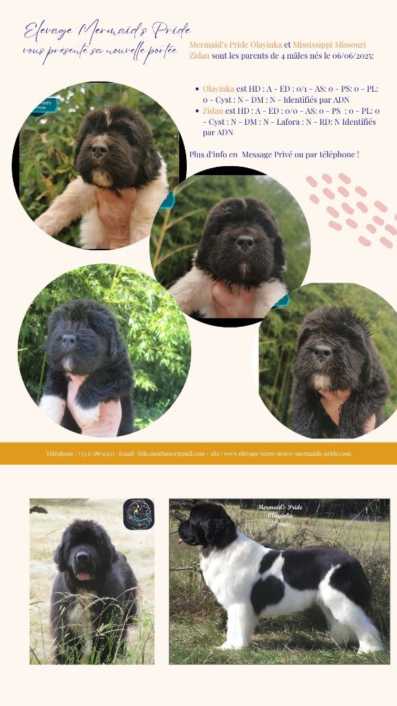Chiot Terre-neuve Mermaid's Pride