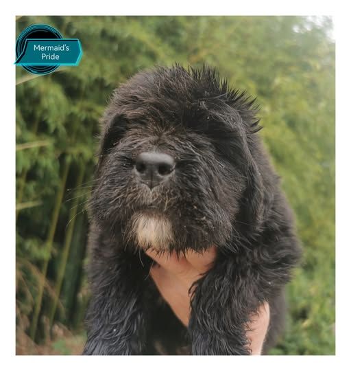 Mermaid's Pride - Chiots disponibles - Terre-neuve