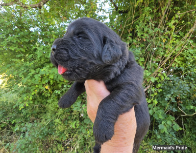 collier orange