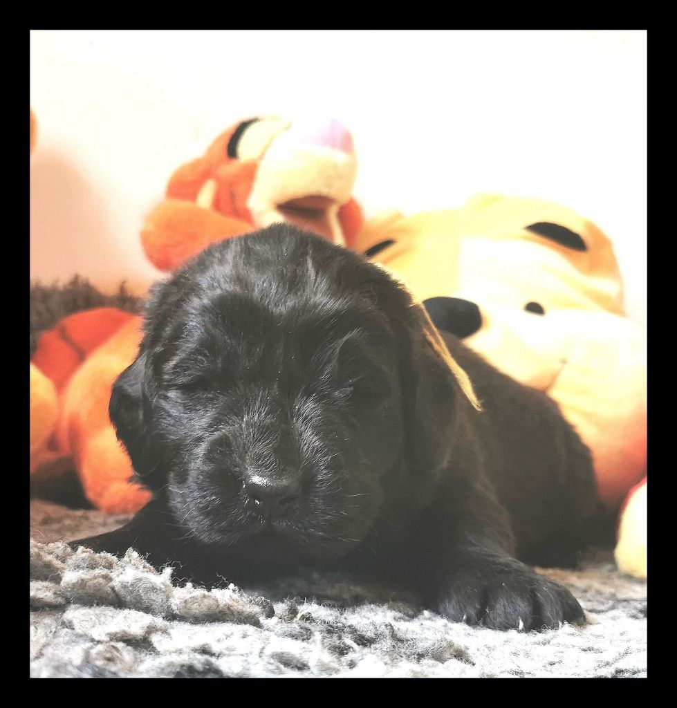 Mermaid's Pride - Chiots disponibles - Terre-neuve