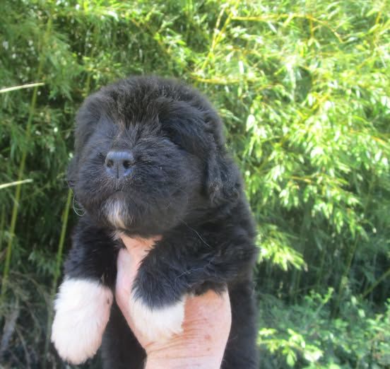 Mermaid's Pride - Chiots disponibles - Terre-neuve
